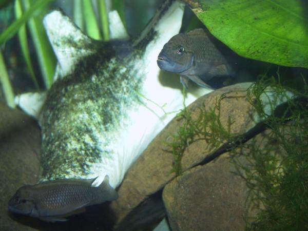 Telmatochromis cf. temporalis 'Mbita Island'